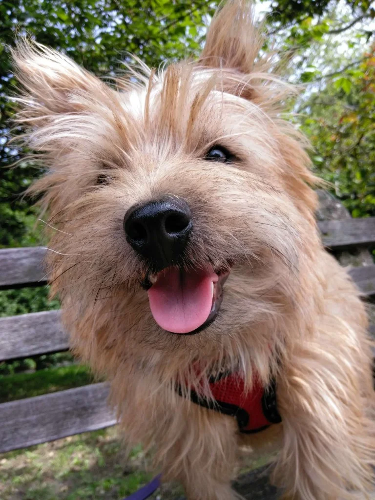 Luke DogWalker — happy dog 1