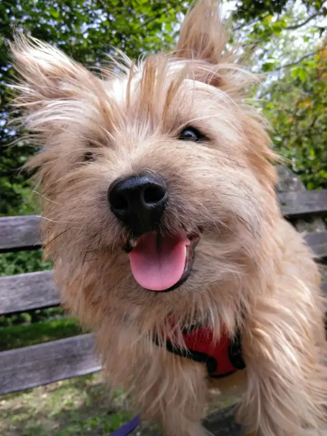 Luke DogWalker — happy dog 1