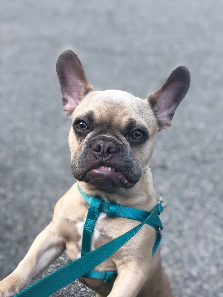 Luke DogWalker — happy dog 2