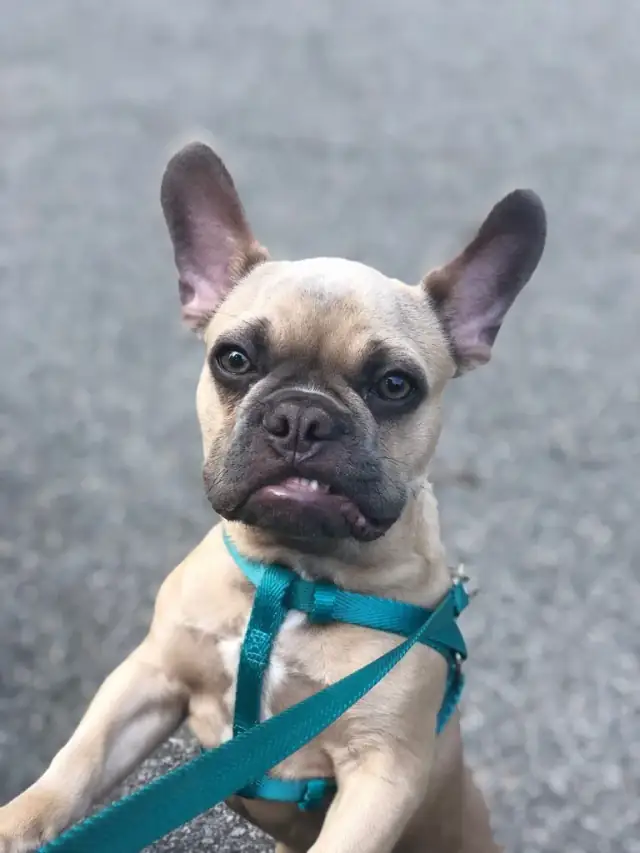 Luke DogWalker — happy dog 2