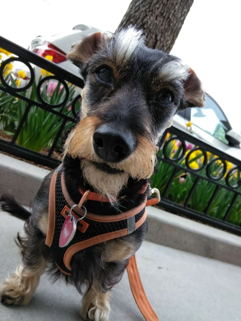 Luke DogWalker — happy dog 3