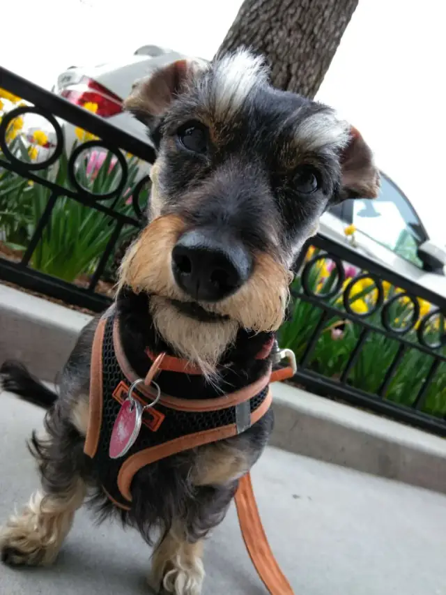 Luke DogWalker — happy dog 3