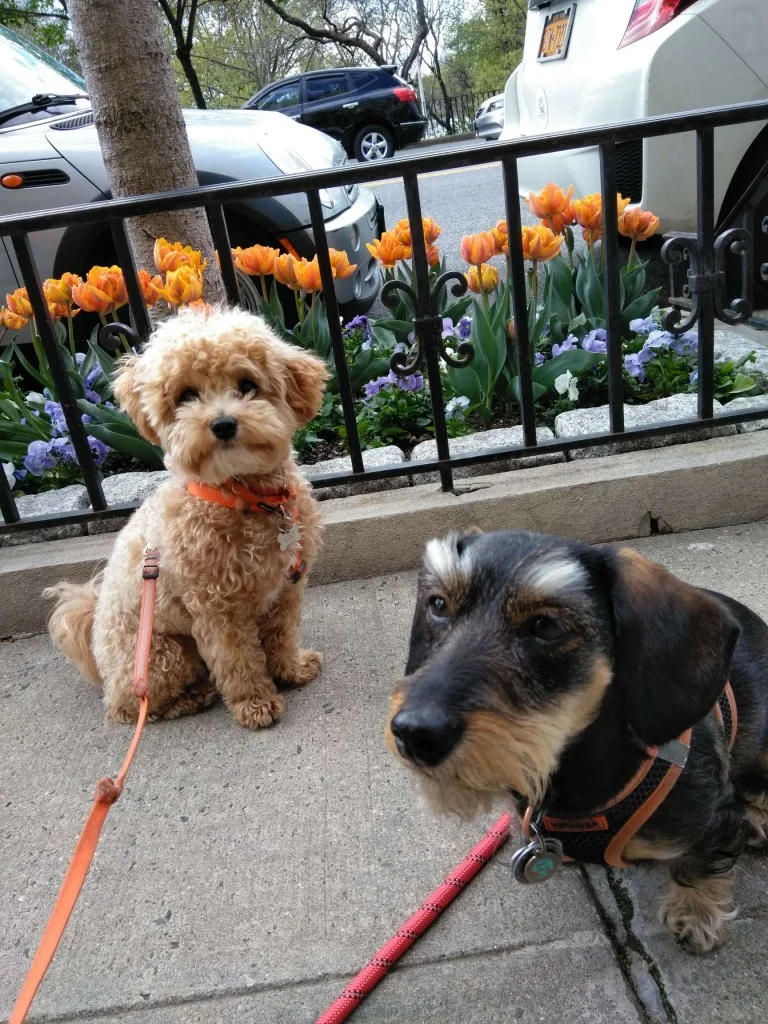 Luke DogWalker — happy dog 4