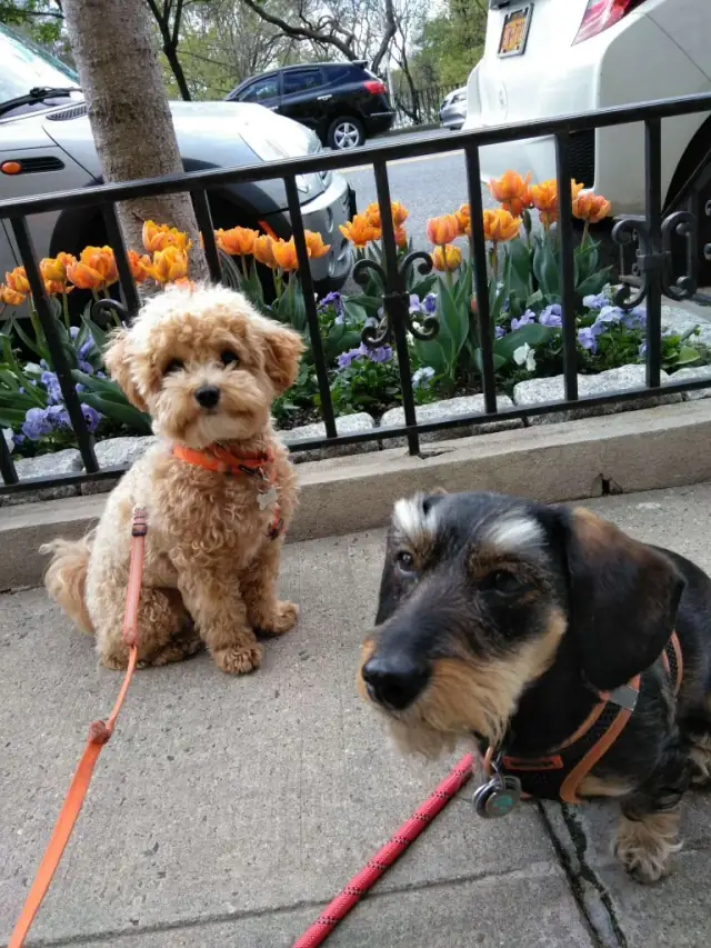 Luke DogWalker — happy dog 4