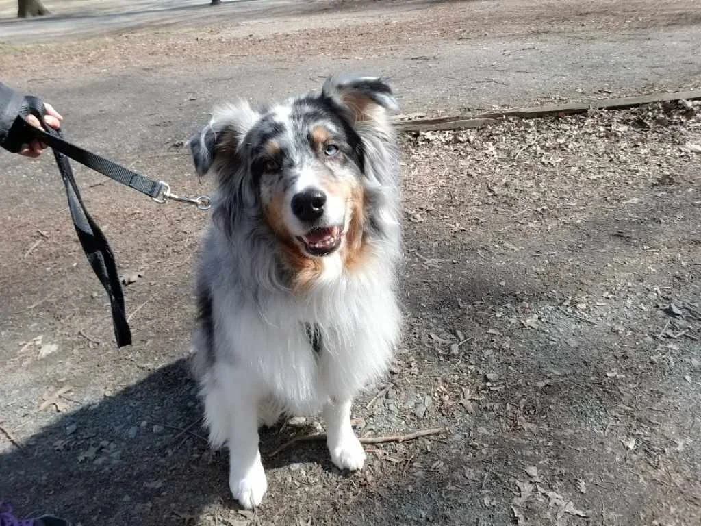 Luke DogWalker — happy dog 5