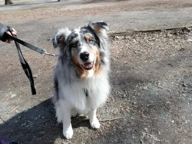 Luke DogWalker — happy dog 5