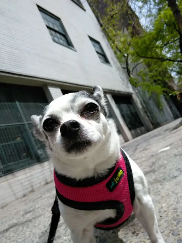 Luke DogWalker — happy dog 6