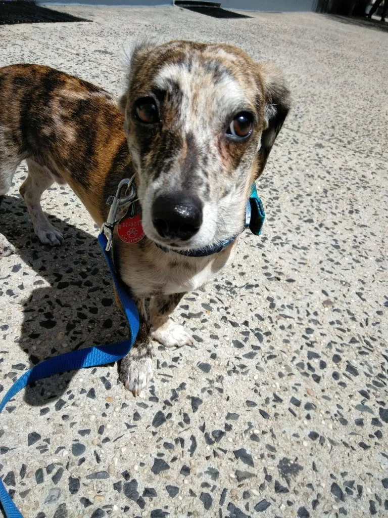 Luke DogWalker — happy dog 7