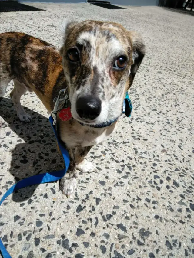 Luke DogWalker — happy dog 7
