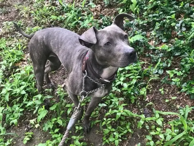 Luke DogWalker — happy dog 8