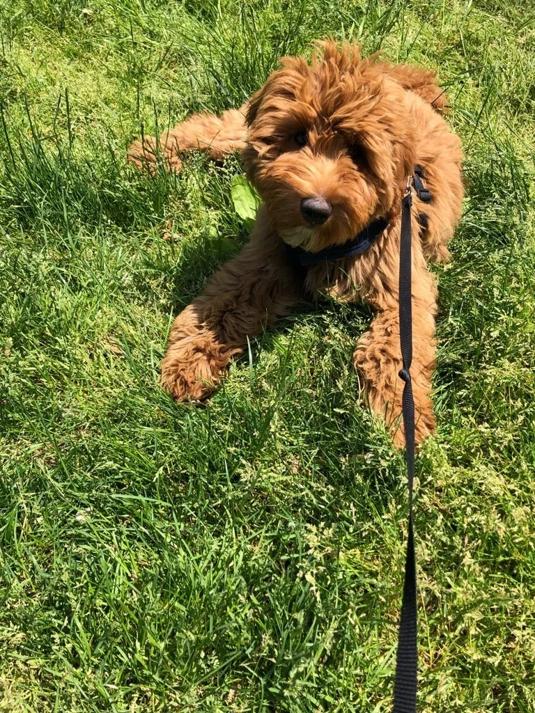 Luke DogWalker — happy dog 9