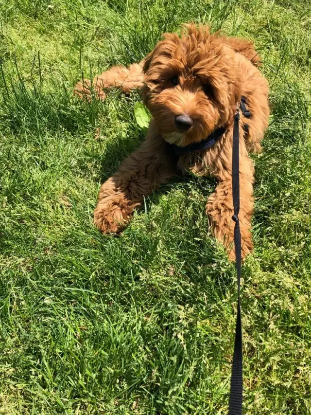 Luke DogWalker — happy dog 9