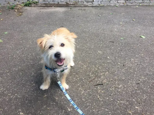 Luke DogWalker — happy dog 10