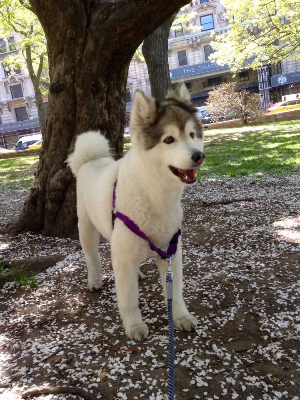 Luke DogWalker — happy dog 11