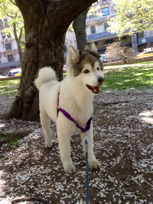 Luke DogWalker — happy dog 11