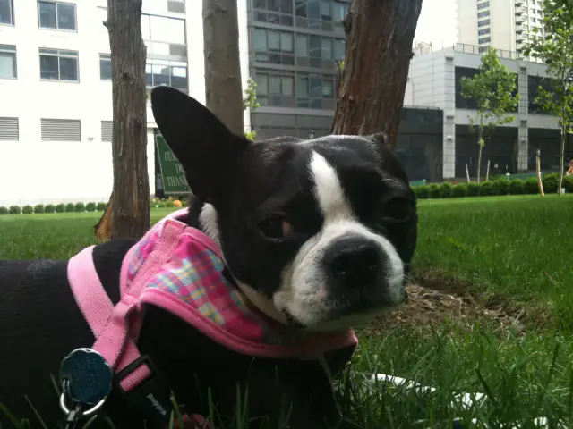 Luke DogWalker — happy dog 12