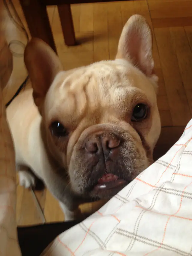 Luke DogWalker — happy dog 13