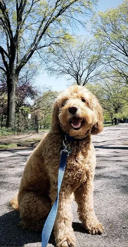 Luke DogWalker — happy dog 14