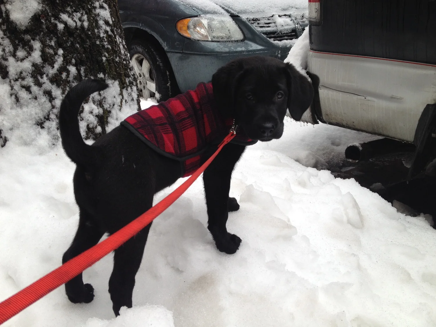 Luke DogWalker — happy dog 15