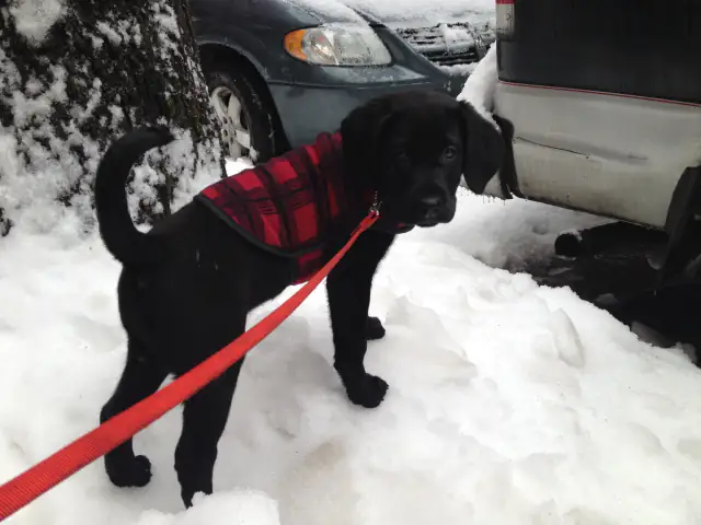 Luke DogWalker — happy dog 15