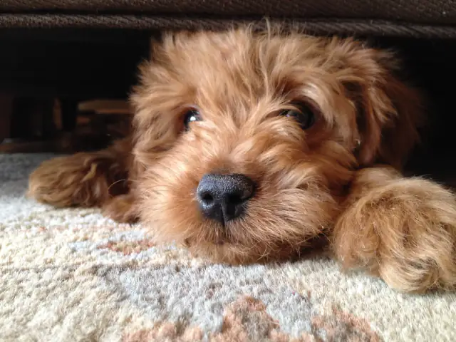 Luke DogWalker — happy dog 16