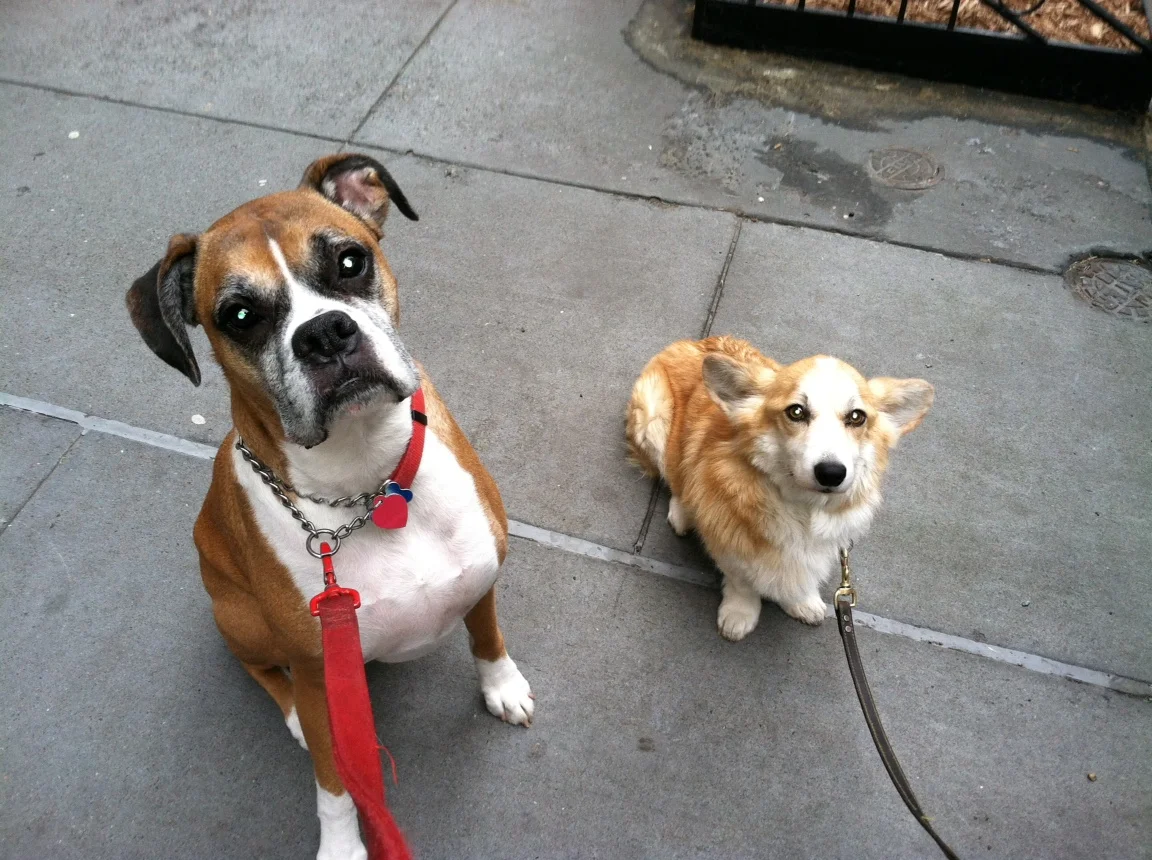 Luke DogWalker — happy dog 17