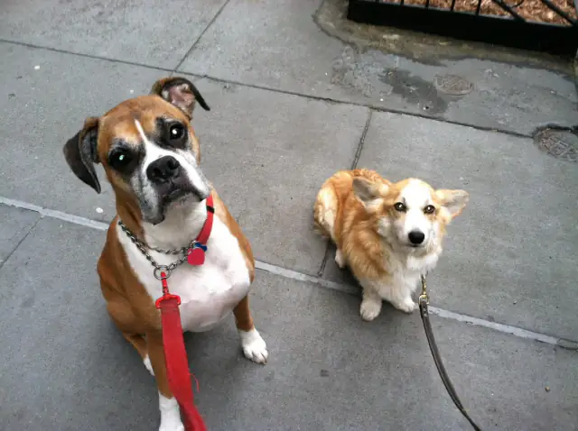 Luke DogWalker — happy dog 17