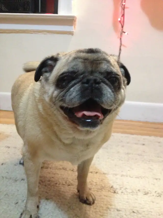 Luke DogWalker — happy dog 18