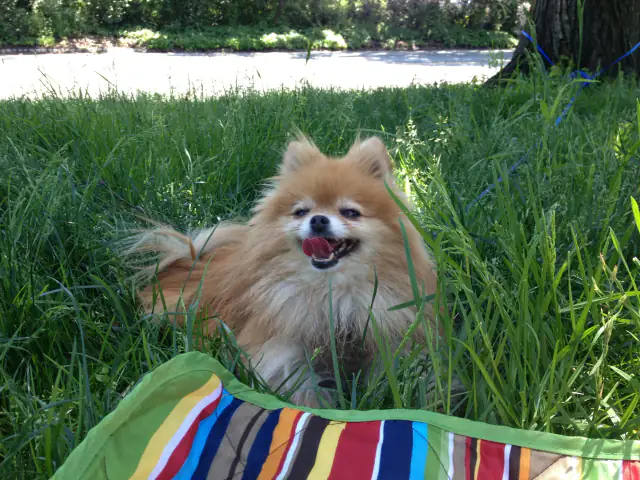 Luke DogWalker — happy dog 19