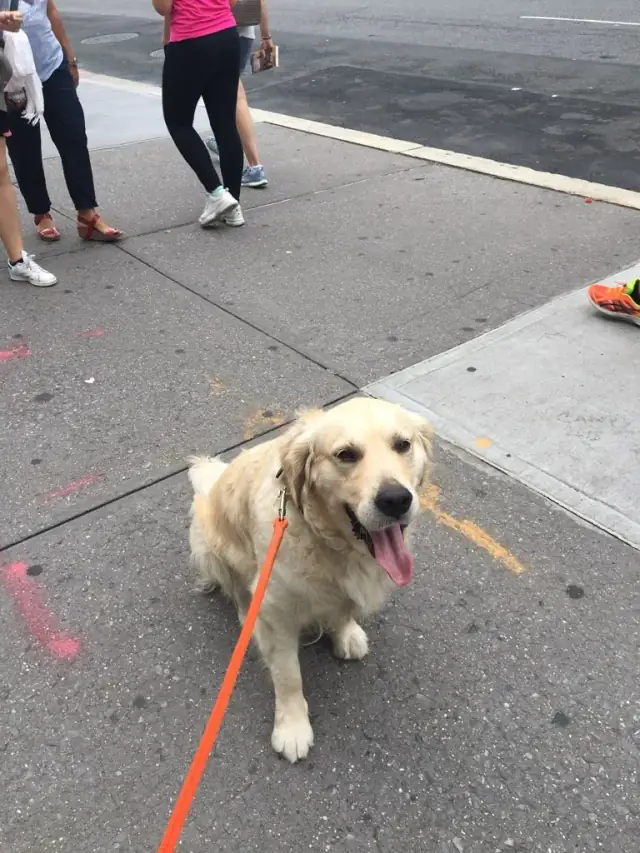 Luke DogWalker — happy dog 20
