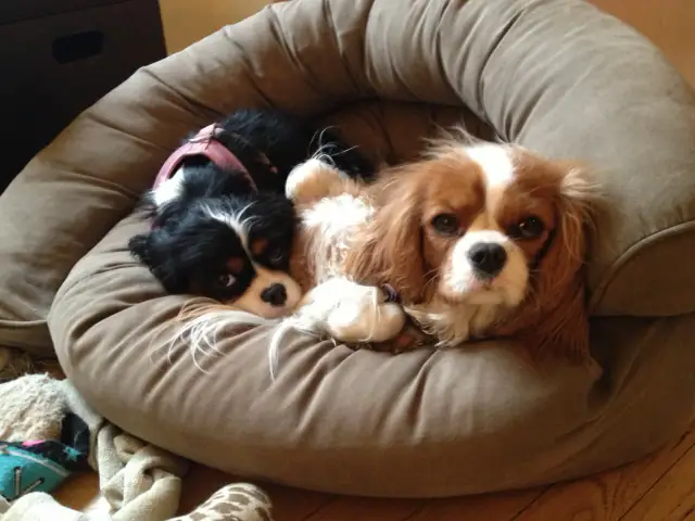 Luke DogWalker — happy dog 21