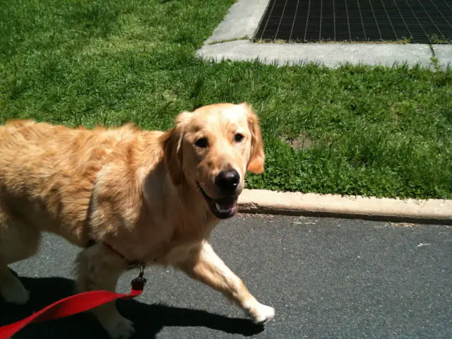 Luke DogWalker — happy dog 22