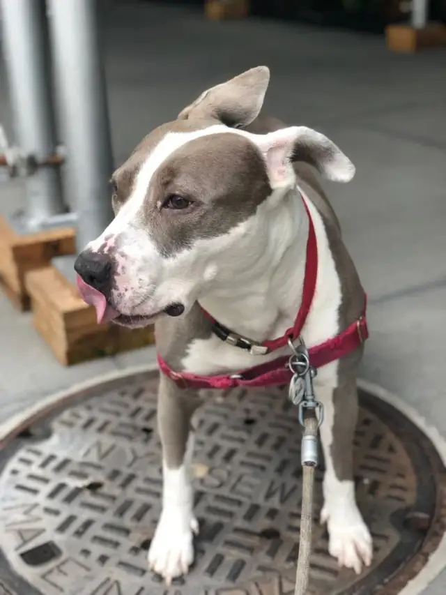 Luke DogWalker — happy dog 23