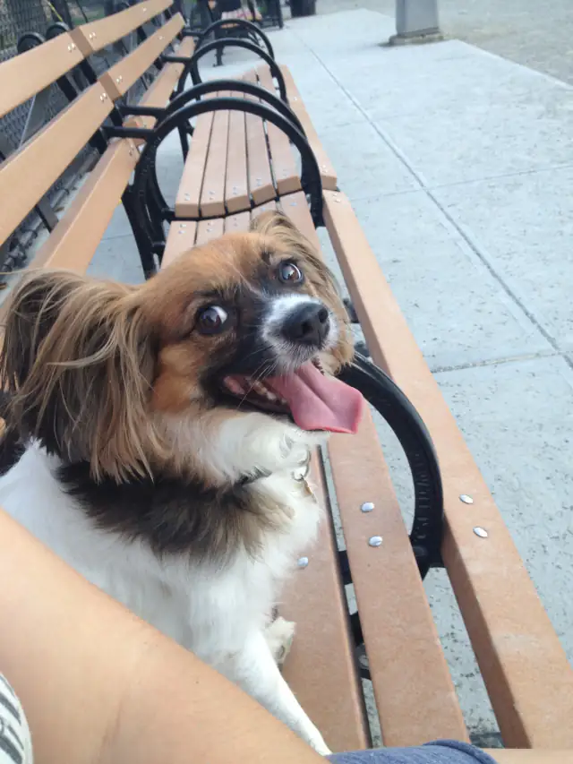 Luke DogWalker — happy dog 24