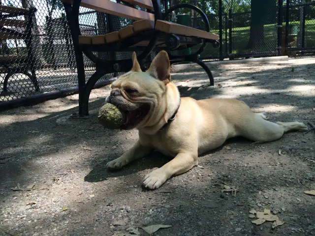Luke DogWalker — happy dog 25