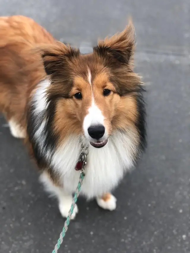 Luke DogWalker — happy dog 26