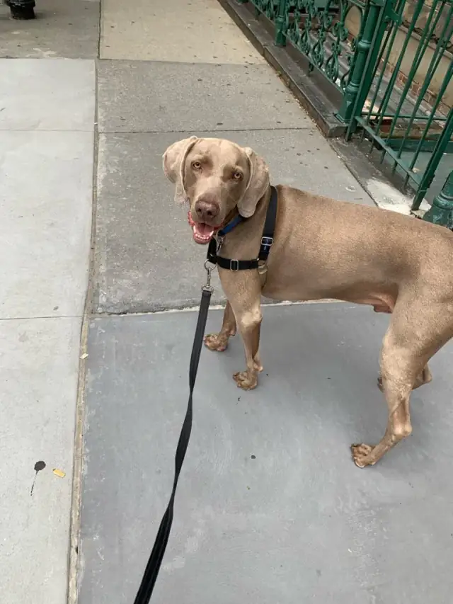 Luke DogWalker — happy dog 27