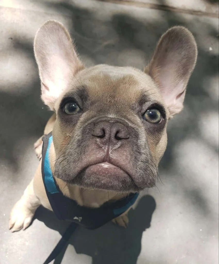 Luke DogWalker — happy dog 28