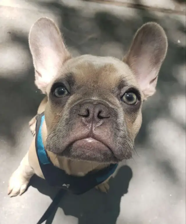 Luke DogWalker — happy dog 28
