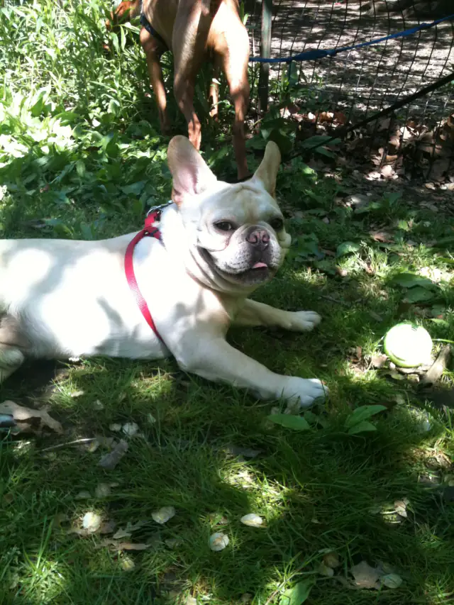 Luke DogWalker — happy dog 29