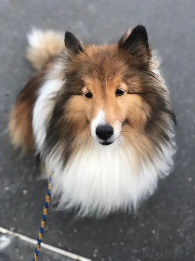 Luke DogWalker — happy dog 30