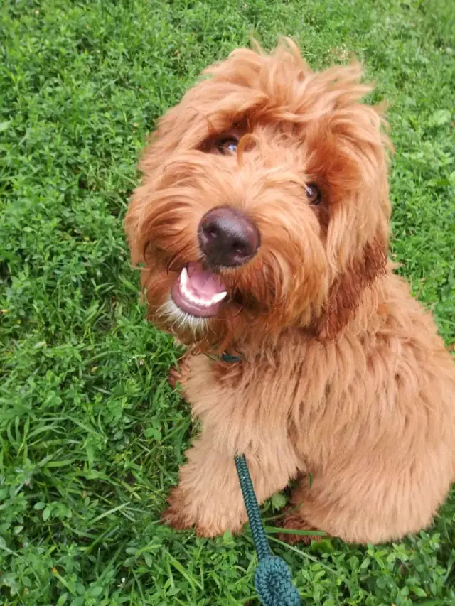 Luke DogWalker — happy dog 31