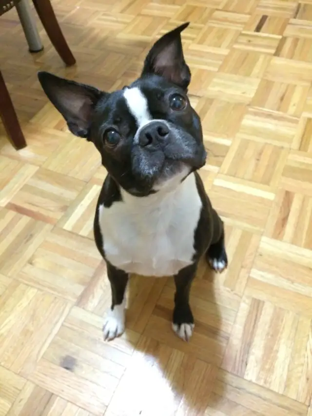 Luke DogWalker — happy dog 32