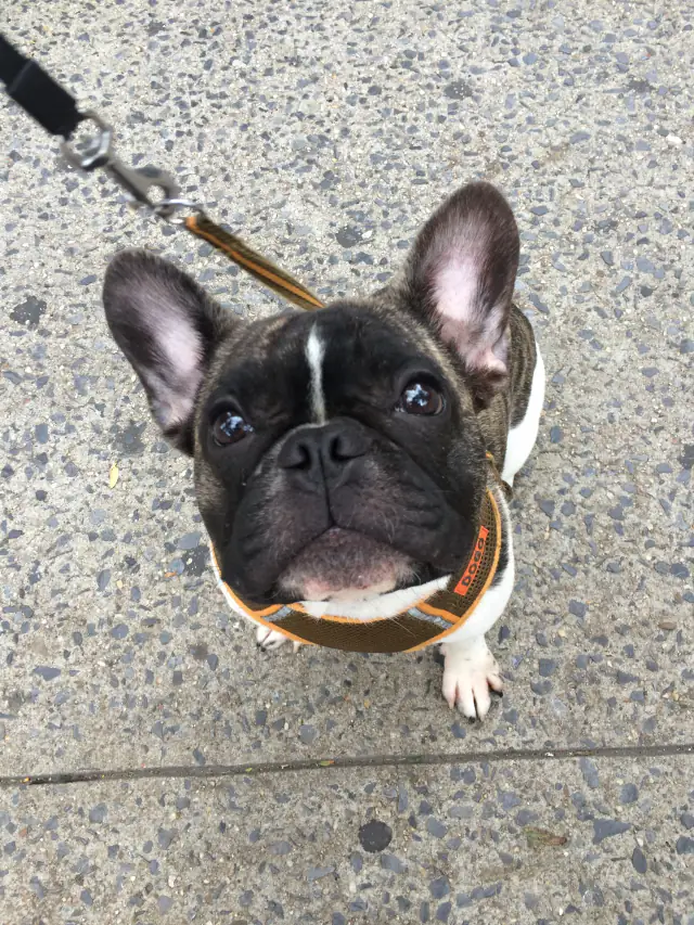 Luke DogWalker — happy dog 33