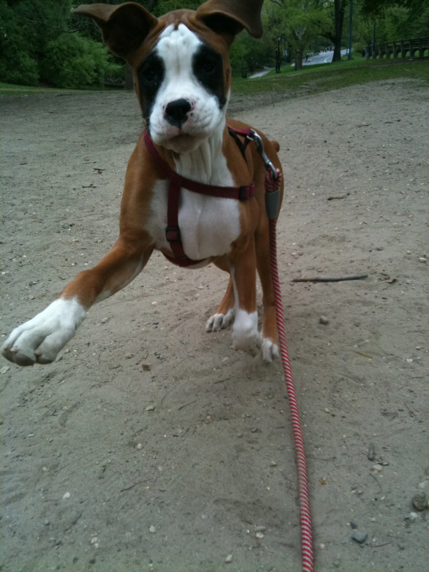 Luke DogWalker — happy dog 34