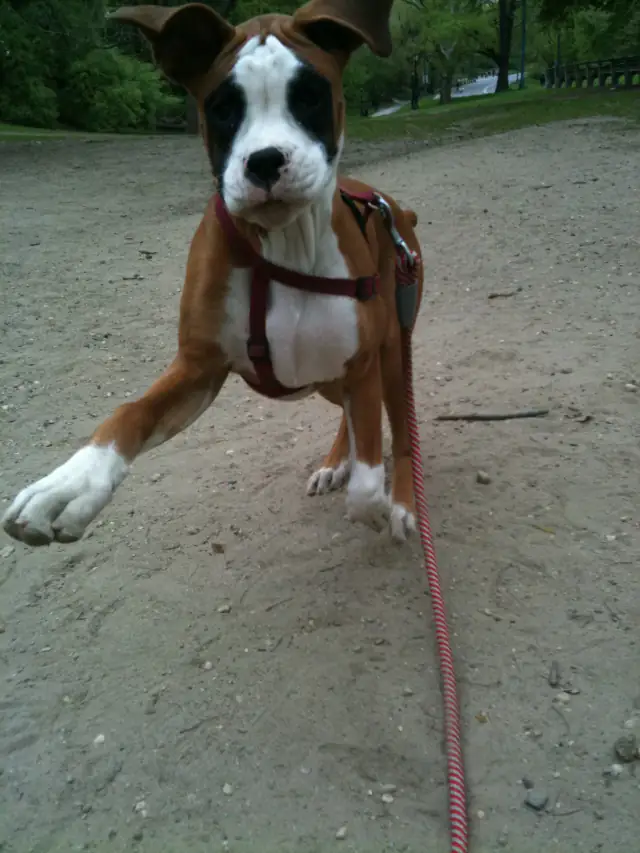 Luke DogWalker — happy dog 34