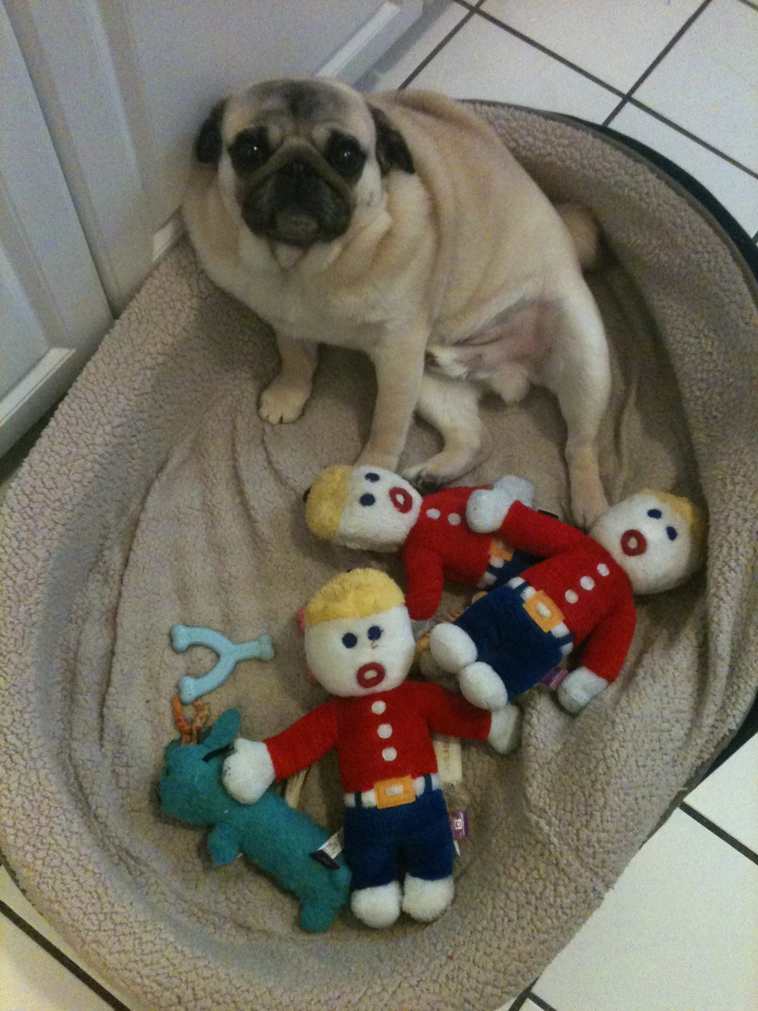 Luke DogWalker — happy dog 35