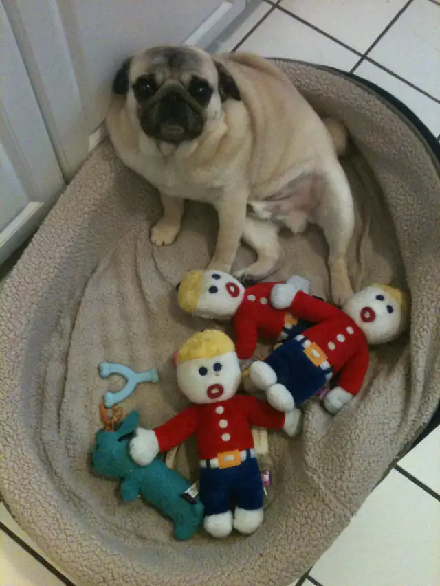 Luke DogWalker — happy dog 35