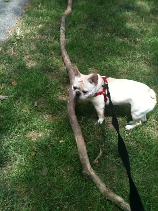 Luke DogWalker — happy dog 36