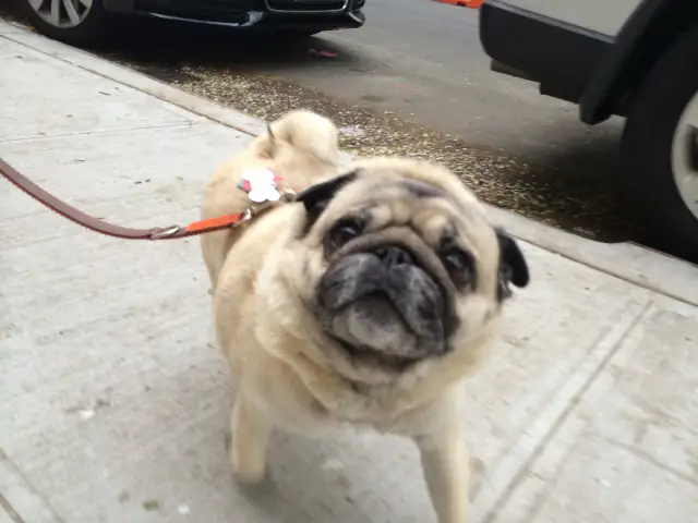 Luke DogWalker — happy dog 37